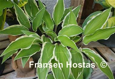 Hosta Miss Lya